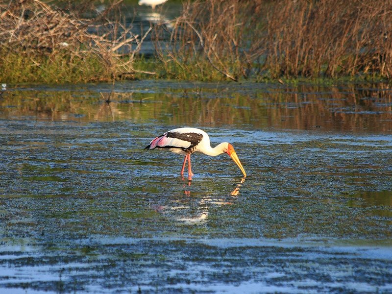 Bundala National Park