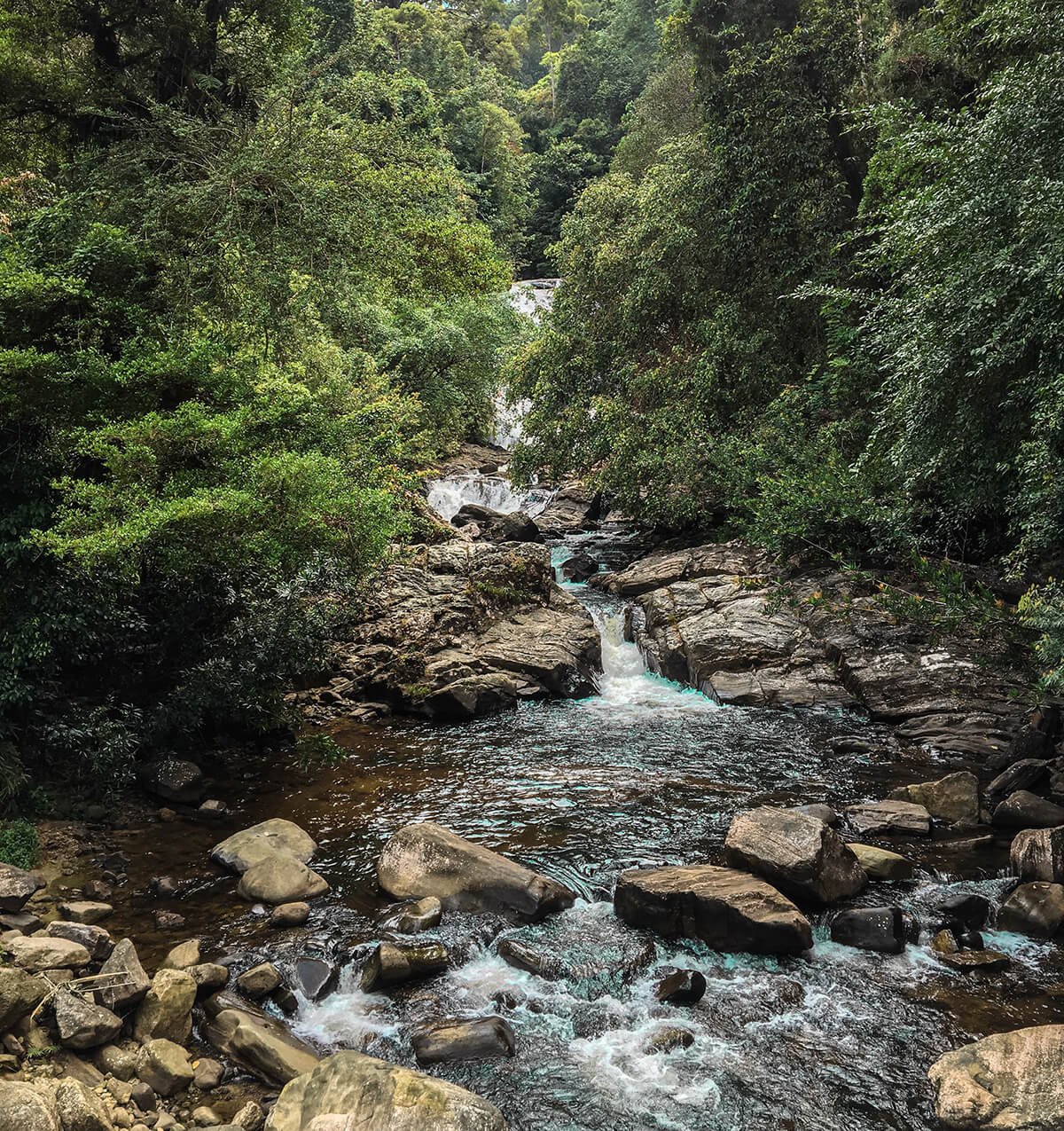 Sinharaja Forest Reserve