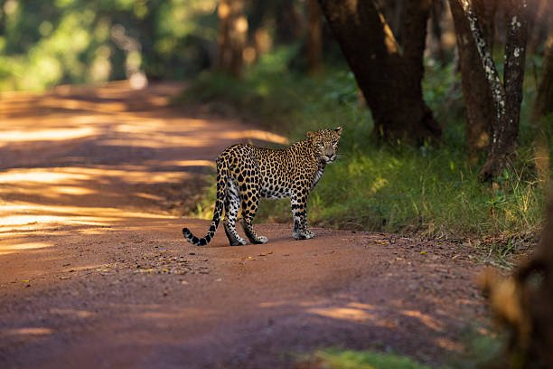 Udawalawe National Park
