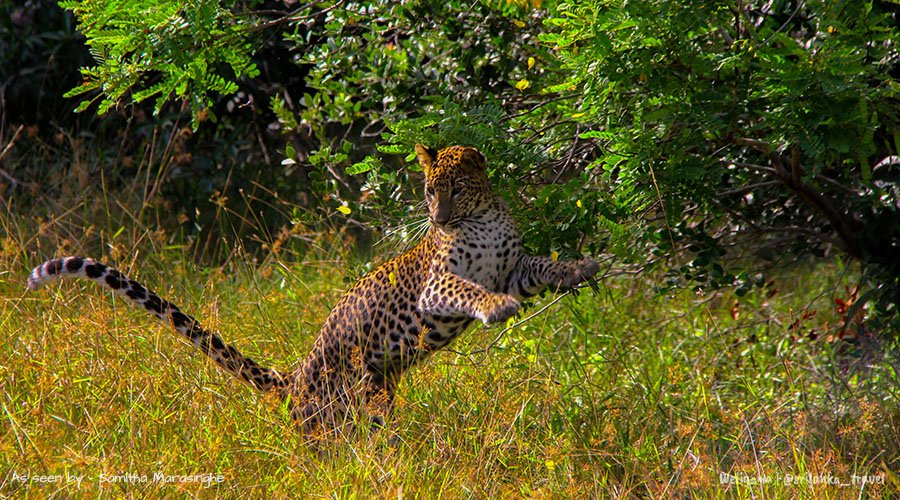 Wilpattu National Park