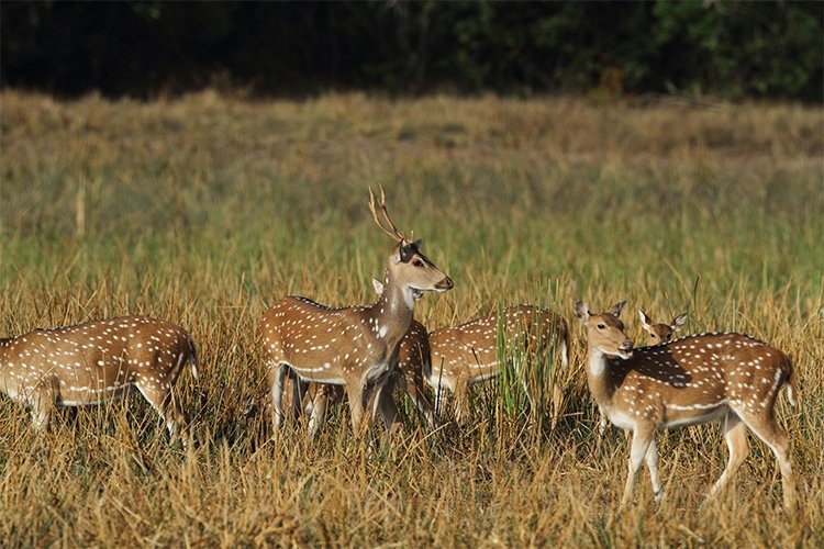 Yala National Park