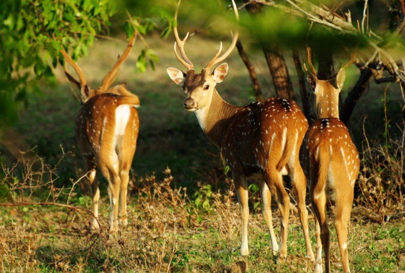 Minneriya National Park