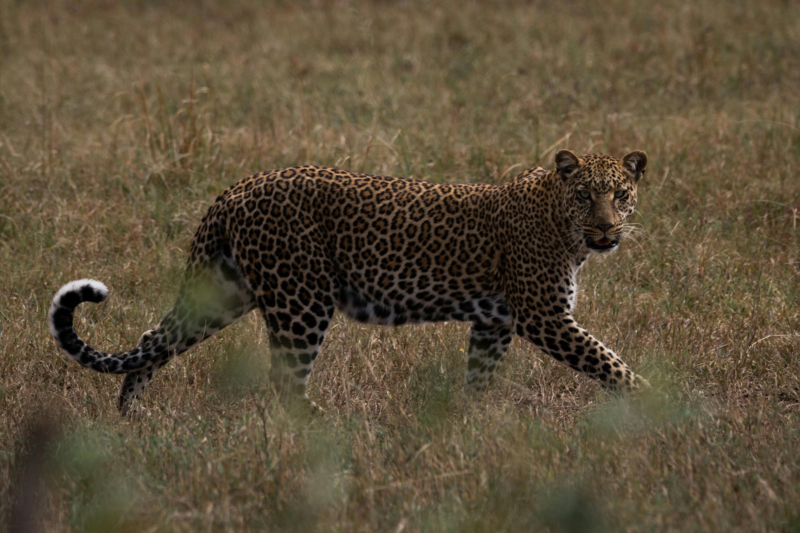 Yala National Park